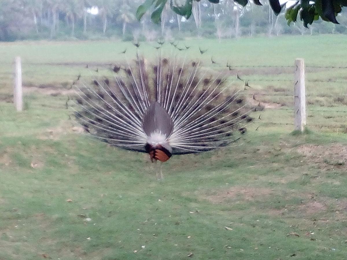 Taragala Chalets Kalametiya Bagian luar foto